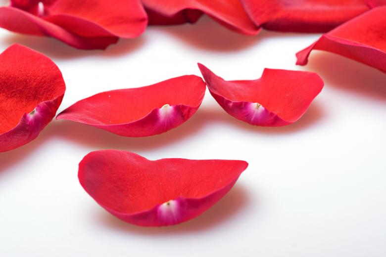 Free stock image of rose petals created by 2happy