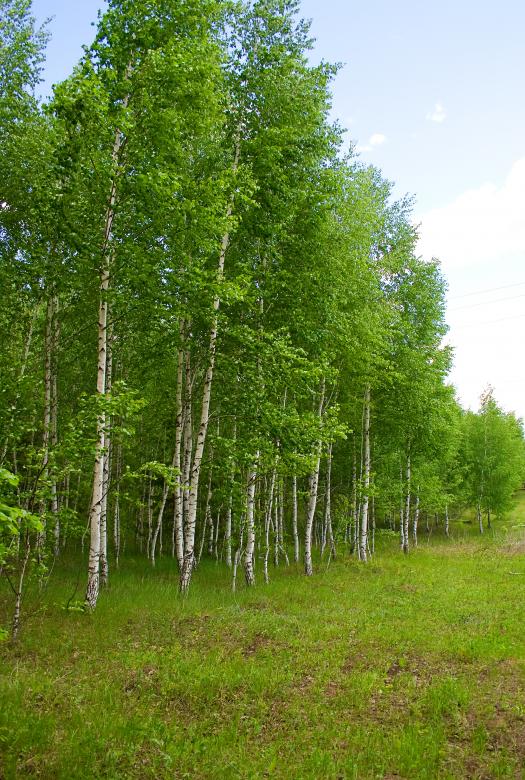 Free stock image of nature created by 2happy