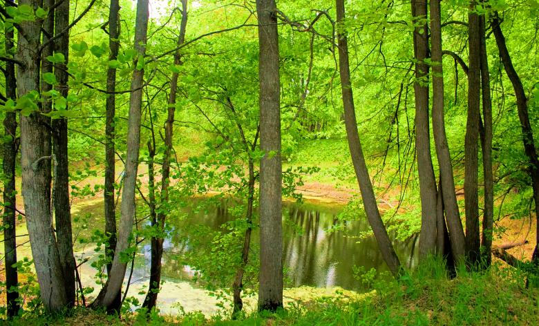 Free stock image of nature created by 2happy