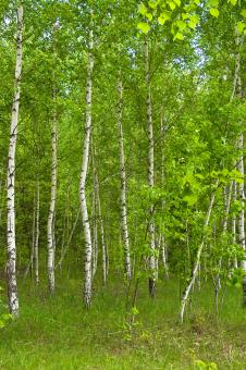 Free Stock Photo of nature