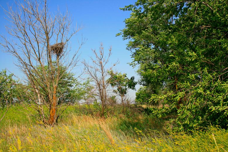 Free stock image of trees created by 2happy
