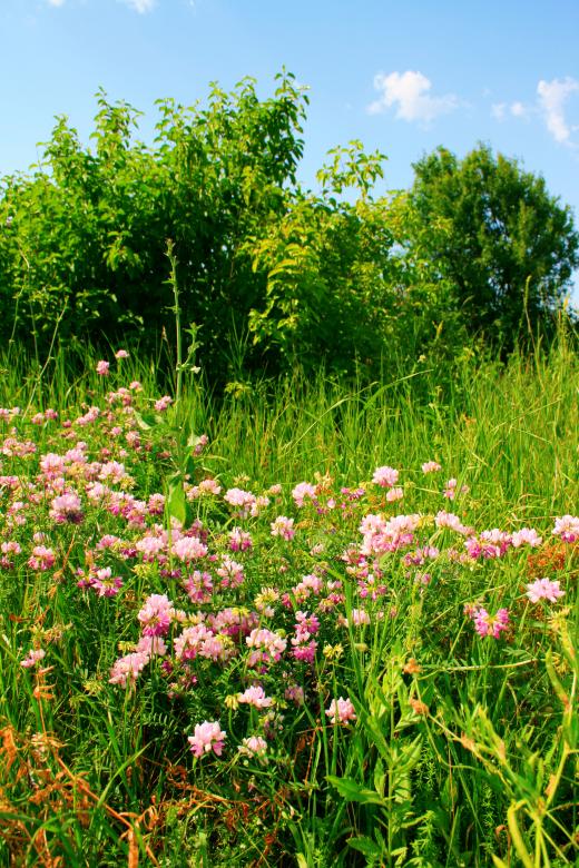 Free stock image of flowers created by 2happy