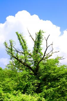 Free Stock Photo of tree