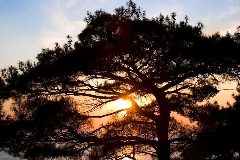 Free stock image of tree created by 2happy