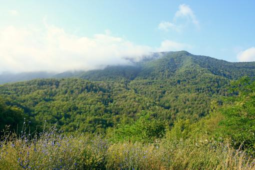 Free Stock Photo of nature