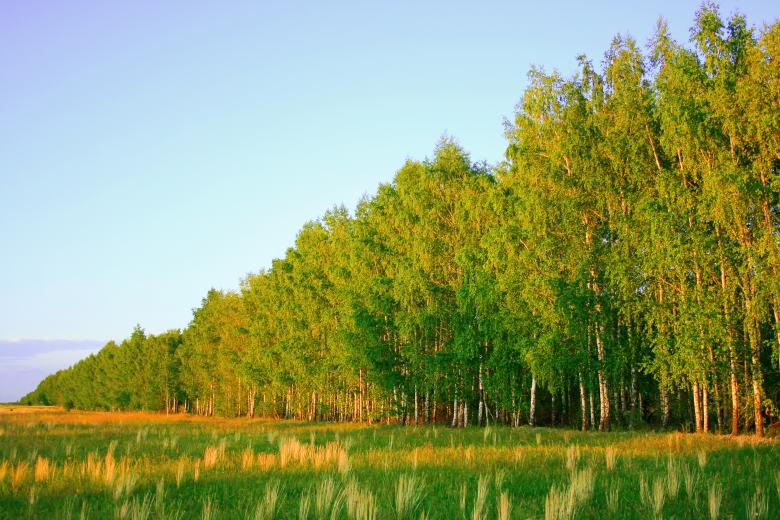 Free stock image of trees created by 2happy