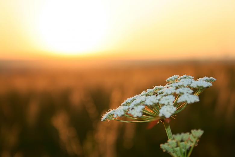 Free stock image of flower created by 2happy