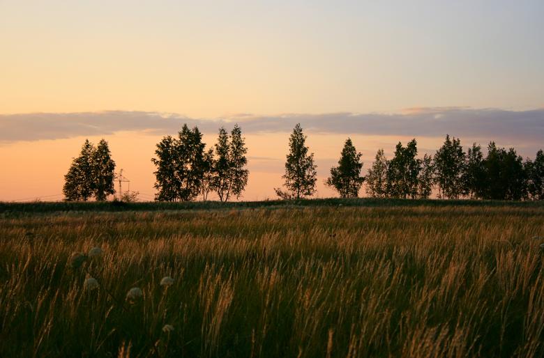 Free stock image of trees created by 2happy