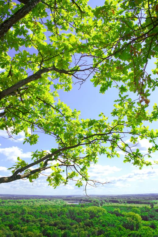 Free stock image of leaves created by 2happy