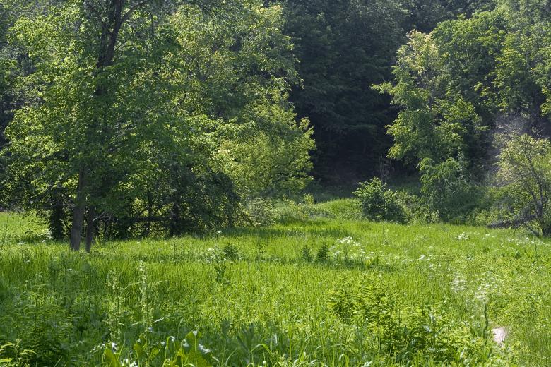 Free stock image of trees created by 2happy