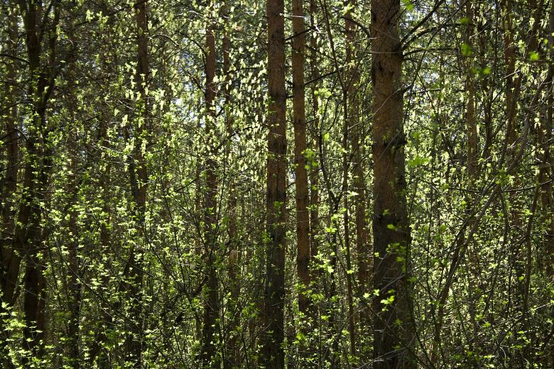 Free stock image of forest scene created by 2happy