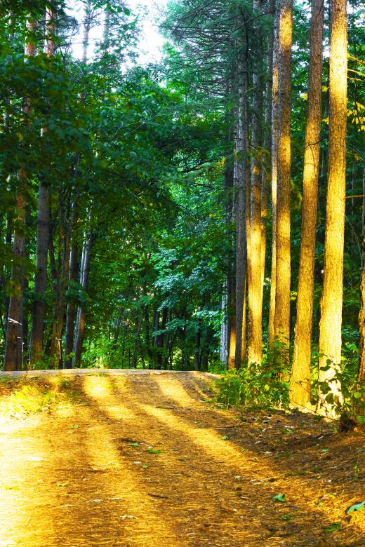 Free stock image of forest created by 2happy