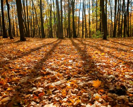 Free Stock Photo of autumn