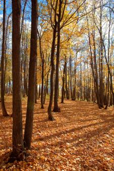 Free Stock Photo of autumn
