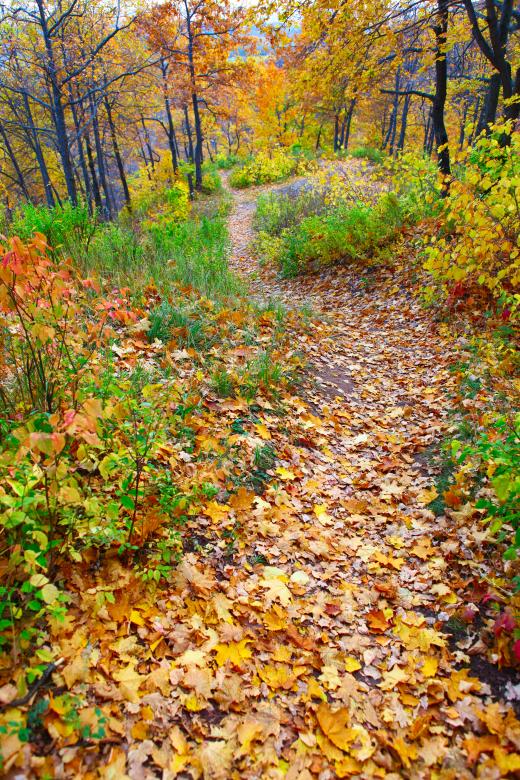 Free stock image of autumn created by 2happy