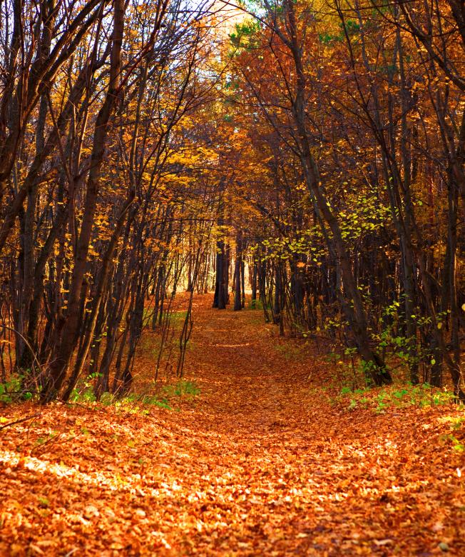 Free stock image of autumn created by 2happy
