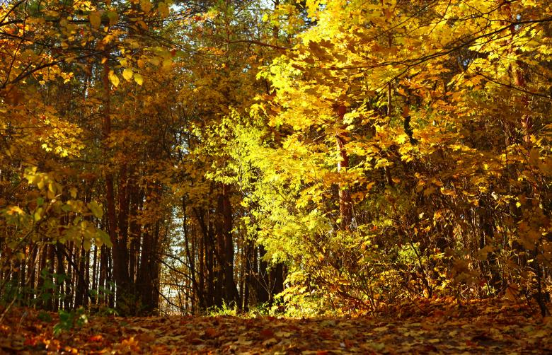 Free stock image of autumn created by 2happy