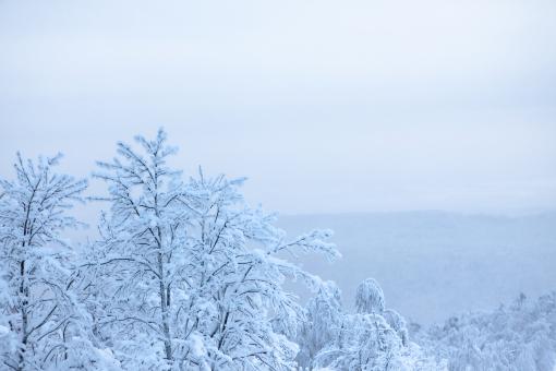 Free Stock Photo of winter