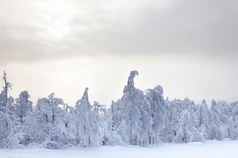 Free stock image of winter created by 2happy