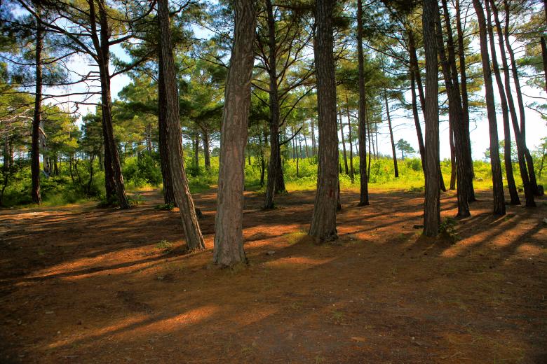 Free stock image of forest created by 2happy