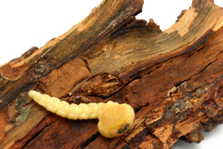 Free stock image of wood worm created by homero chapa