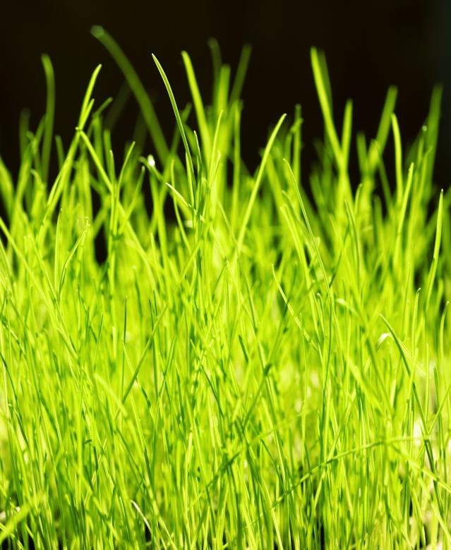 Free stock image of spring green grass created by 2happy