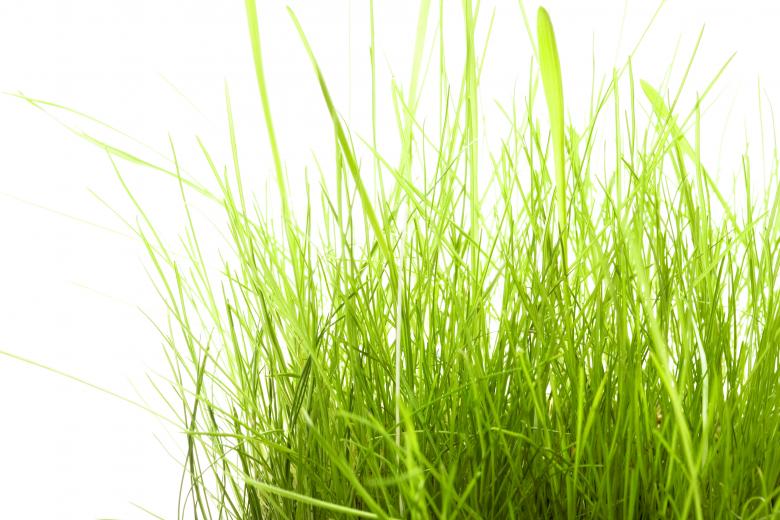 Free stock image of Spring green grass created by 2happy