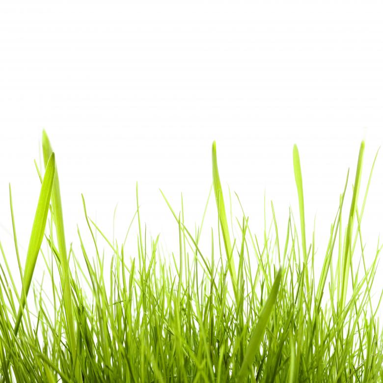 Free stock image of isolated green grass created by 2happy