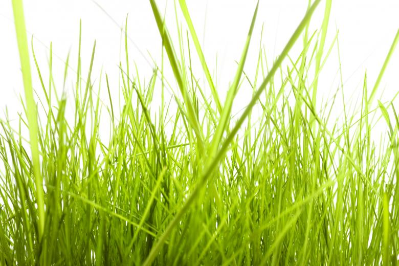 Free stock image of Tall isolated green grass created by 2happy