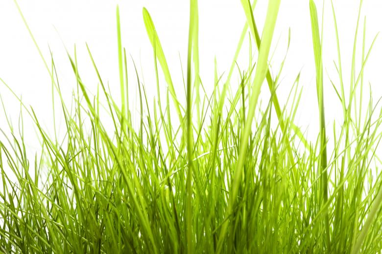 Free stock image of Isolated green grass on white created by 2happy