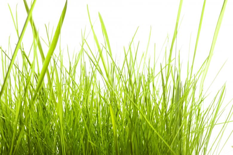 Free stock image of Isolated green grass in spring created by 2happy