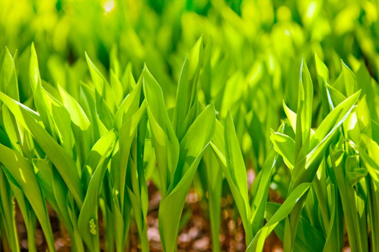 Free stock image of Green Sprouts created by 2happy