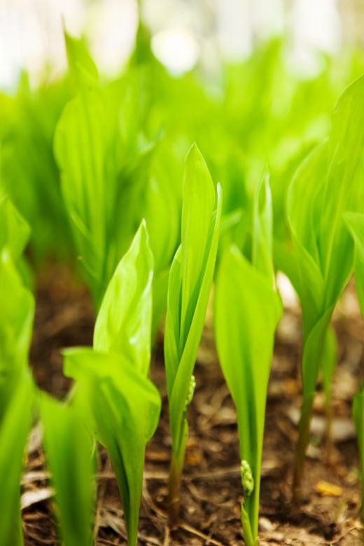 Free stock image of Green Grass Growing created by 2happy