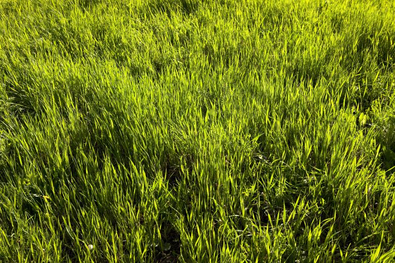 Free stock image of green grass created by 2happy