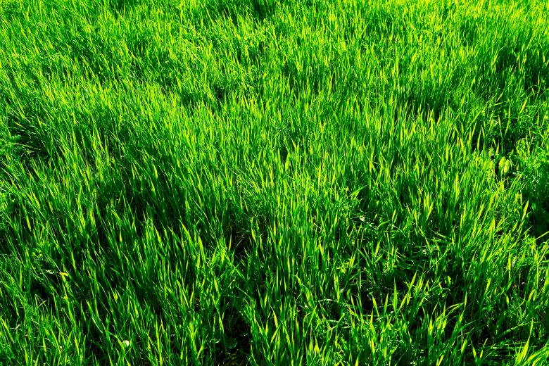 Free stock image of grass created by 2happy