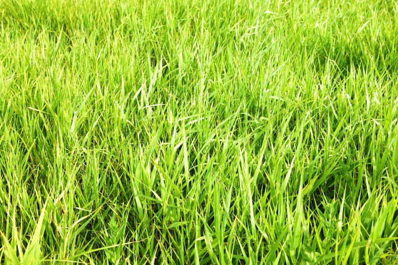 Free stock image of green grass created by 2happy