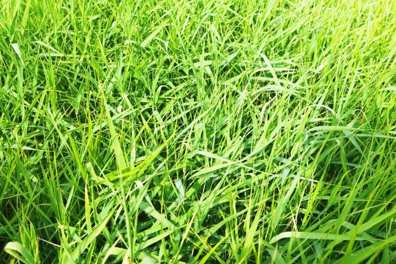 Free stock image of spring green grass  created by 2happy