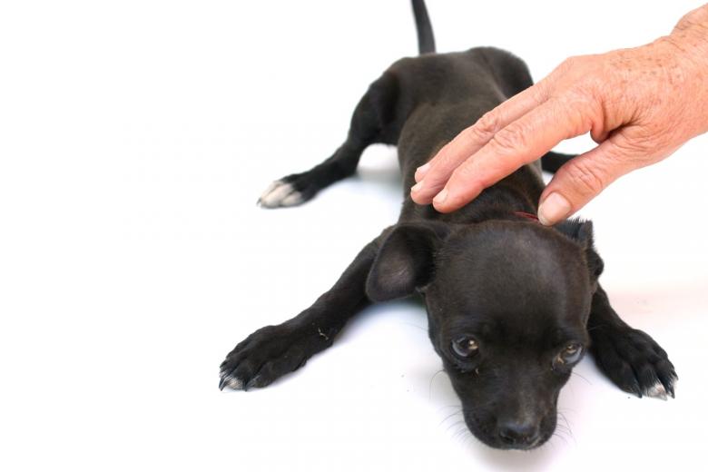 Free stock image of puppy dog created by homero chapa