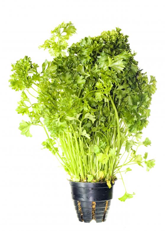Free stock image of Healthy Eating created by 2happy