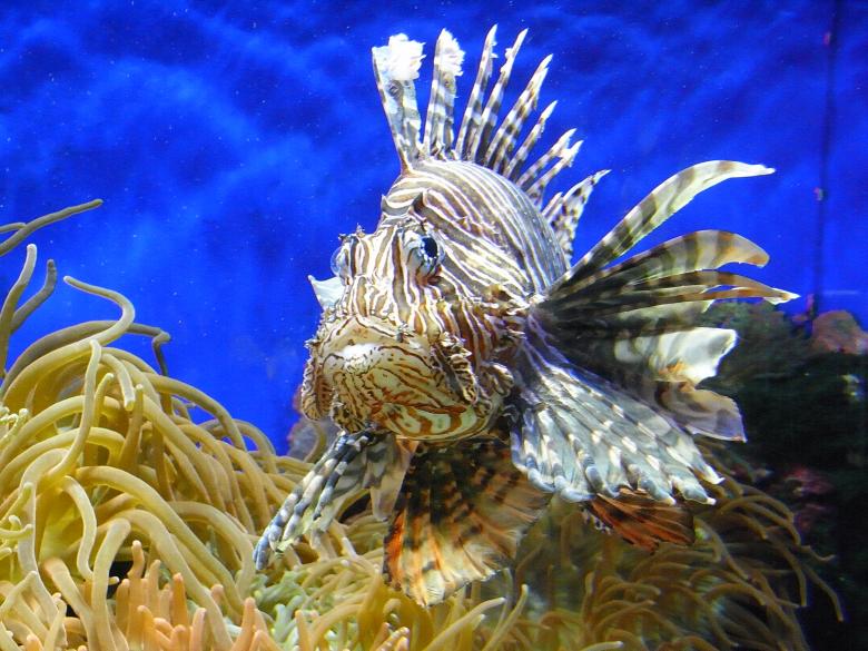 Free stock image of Lionfish created by Jackie Skeate
