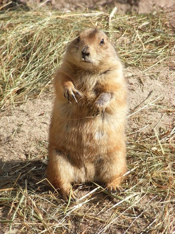 Free stock image of Prairie Dog created by Jackie Skeate