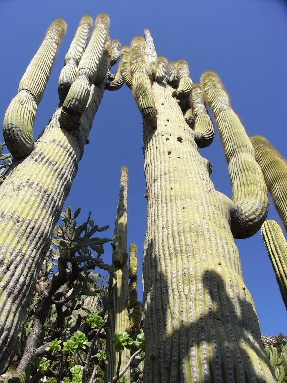 Free stock image of Cactus created by Jackie Skeate