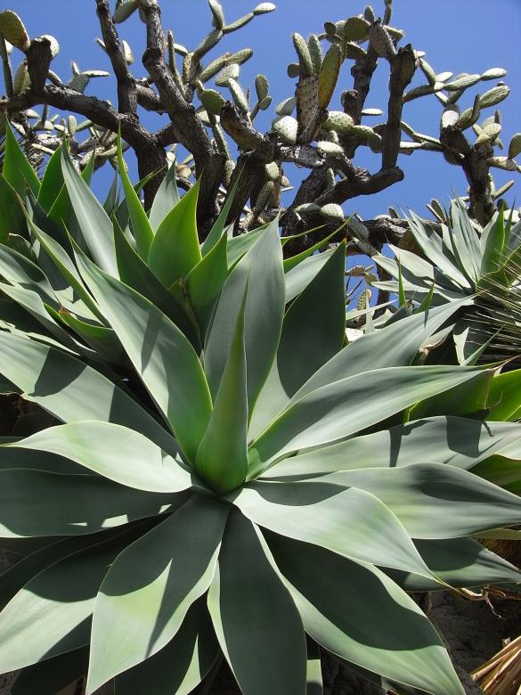 Free stock image of Cacti created by Jackie Skeate