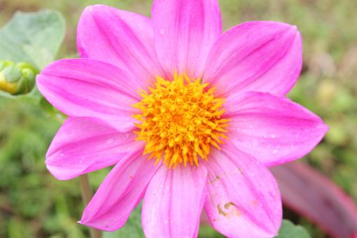 Pink Flower - Free Stock Photo