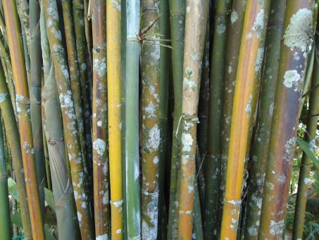 Bamboo with fungus - Free Stock Photo