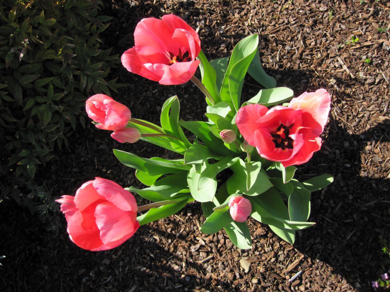 Free stock image of Tulips created by Rebecca Mitchell
