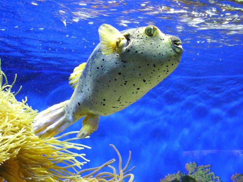 Free stock image of Puffer fish created by Jackie Skeate