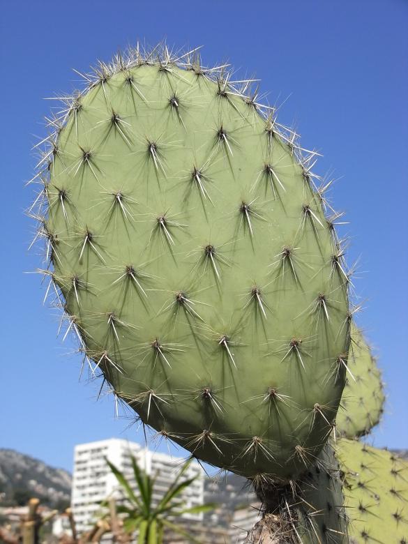 Free stock image of Prickly pear created by Jackie Skeate