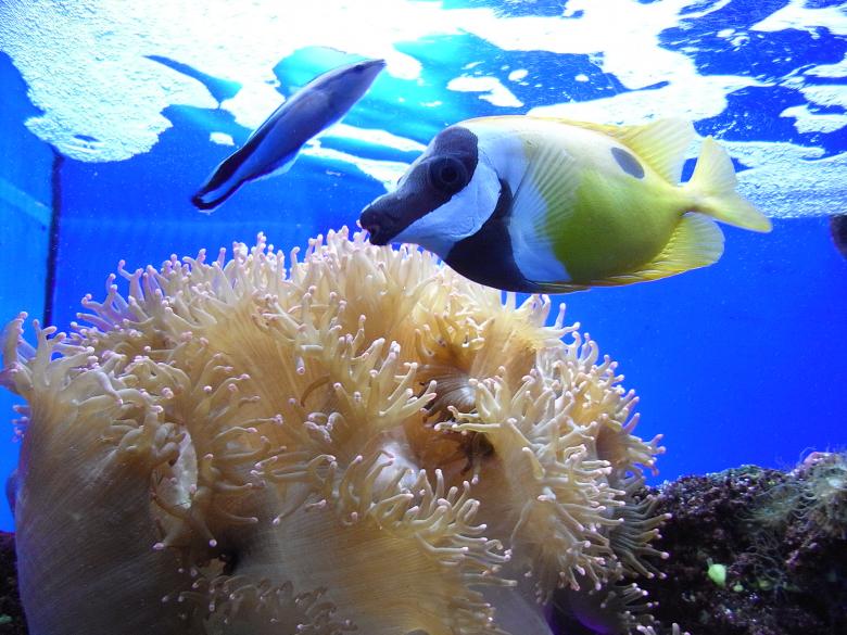 Free stock image of Foxface rabbit fish created by Jackie Skeate
