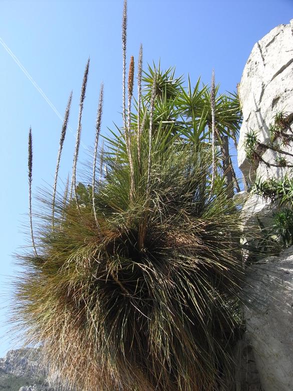 Free stock image of Grass growing on cliff created by Jackie Skeate
